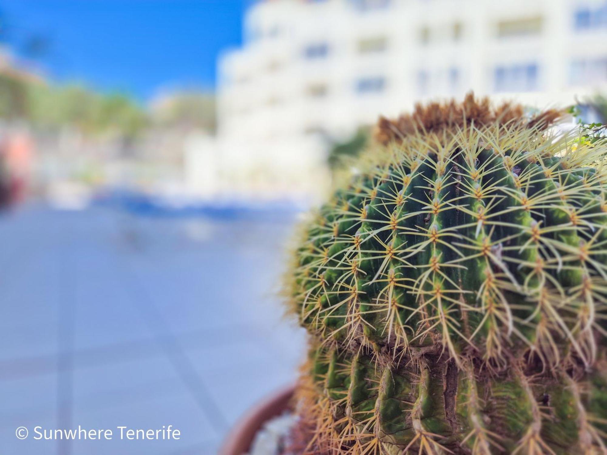 Mona'S Point Tenerife - Aircon, Private Parking And Heated Pool San Miguel de Abona Ngoại thất bức ảnh